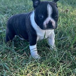 Xander - Black and white male Boston Terrier puppy in Fillmore, Illinois from Wind Hill Puppies