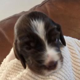 Dakota - Liver white and tan female English Springer Spaniel puppy in Hephzibah, Georgia from Sidel's Springers