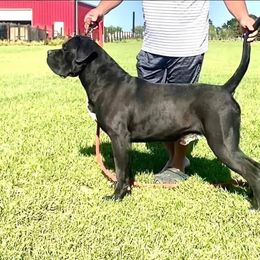 Caino - Cane Corso