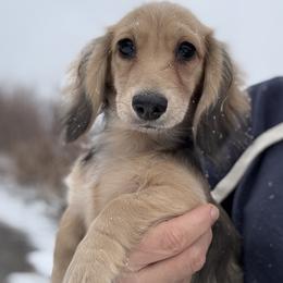 Tazetta - Cream female Dachshund puppy in Crystal, Michigan from Mare-bella Dachshunds