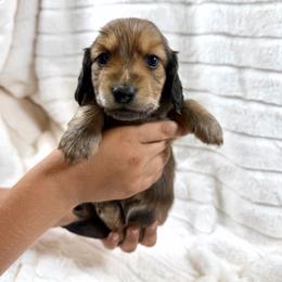 Shaded cream boy - Cream male Dachshund puppy in Wilton, California from Ranch Raised Doxies