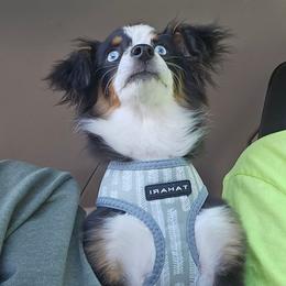 Ember May - Toy Australian Shepherd