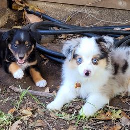 Miniature Australian Shepherds and Toy Australian Shepherds from Little Angel Aussies