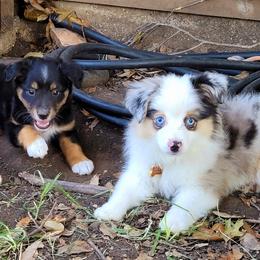 Miniature Australian Shepherds and Toy Australian Shepherds from Little Angel Aussies