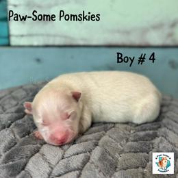 Boy 4 - White male Pomsky puppy in Krum, Texas from Paw-Some Pomskies