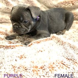 French Bulldog Puppies from Copa Frenchies