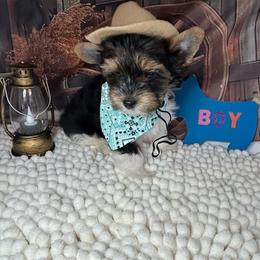 Boy 3(2000) - Black tan and white male Biewer Terrier puppy in Douglas, Georgia from Southern Georgia Yorkies and biewers