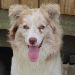 CeCe - Border Collie