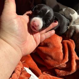 Naomi - White and black female Whippet puppy in Canton, Georgia from Ahava Kennels