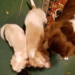Dachshund Puppies from Darling Dachshunds