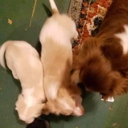 Dachshund Puppies from Darling Dachshunds