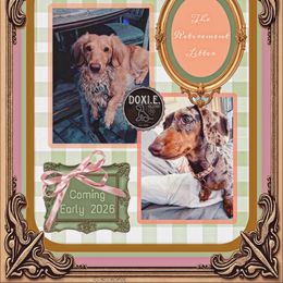 Dachshund puppies from DOXI.E.