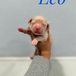 Leo - Cream male Goldendoodle puppy in Dallas County, Texas from Dream A Little Doodle