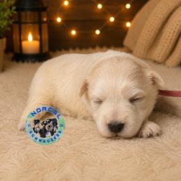 Daisy - Parti female Miniature Schnauzer puppy in Magalia, California from NorCal Schnauzers