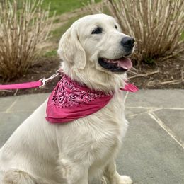 Grace - Golden Retriever