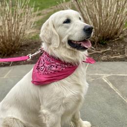 Grace - Golden Retriever