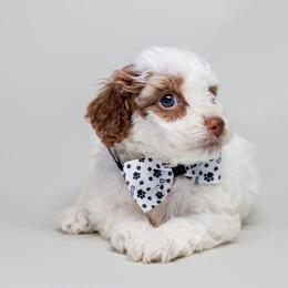 Parti Boy 1 AKC - Parti male Poodle puppy in Miami, Florida from JF Kennels Miniature & Toy Poodles