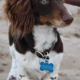 Australian Shepherds and Dachshunds from Grit N Grace Pups