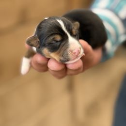 Ebony - Black and tan female American Corgi puppy in Bayard, Nebraska from Puppies by Alies