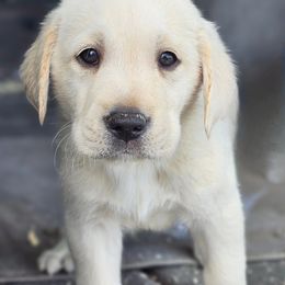Boy 5 - Yellow Labrador Retriever puppy in Whitehall, Montana from Heart of Montana Labradors