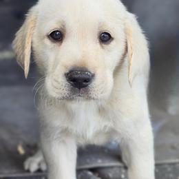Boy 5 - Yellow Labrador Retriever puppy in Whitehall, Montana from Heart of Montana Labradors