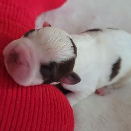 Teddy - Seal and white male Boston Terrier puppy in Katy, Texas from Mei's Boston Terriers