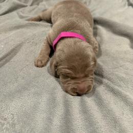 Girl 2 - Silver gray female Weimaraner puppy in Spartanburg, South Carolina from Palmetto State Weimaraners