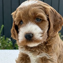 Bambi - Cockapoo puppy from Darby Park Doodles