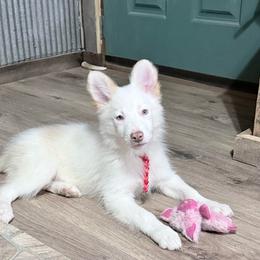 Polar - White and gold male Border Collie puppy in Guffey, Colorado from Sunset Ridge