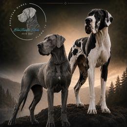Great Dane puppies from Blue Thunder Danes