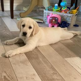 Girl 2 - Labrador Retriever puppy from Texas Bluebonnet Labs
