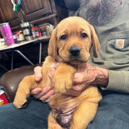 2 nd boy - Yellow male Labrador Retriever puppy in Littlefield, Arizona from Susan Burkey