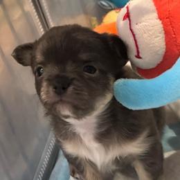 Star - Blue and white female Chihuahua puppy in Brooklyn, Connecticut from Ladybug Chihuahuas