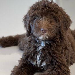 Red ribbon - Bernedoodle puppy from Bella Ridge Farms & Dapper Doodles