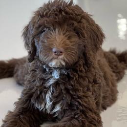 Red ribbon - Bernedoodle puppy from Bella Ridge Farms & Dapper Doodles