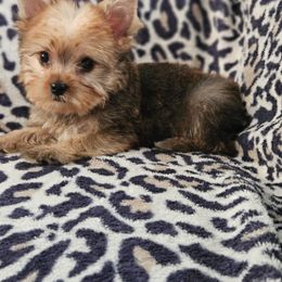 Yorkshire Terrier Puppies from Monique Davila
