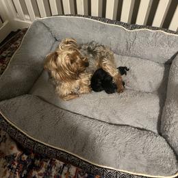 Chole - Black and tan female Yorkshire Terrier puppy in Beavercreek, Ohio from The Yorkie Den, LLC