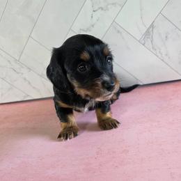 Girl 4 - Black and tan female Dachshund puppy in Fallon, Nevada from Butterbean Dachshunds