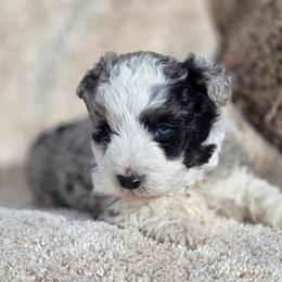 Boy 1 - Blue merle male Aussiedoodle puppy in Junction, Utah from Sugar Doodles