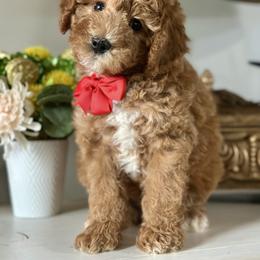 Mario - Red  male Poodle puppy in Kentucky from Deerly Poodles