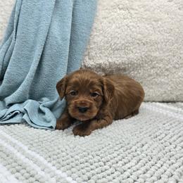 Chase - Red male Cavapoo puppy in Floyd, Virginia from Hearts and Paws Poodles and Doodles