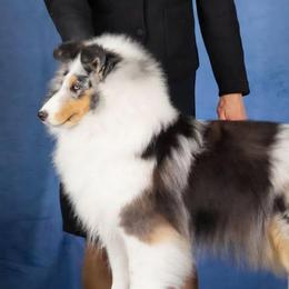 Ember - Shetland Sheepdog