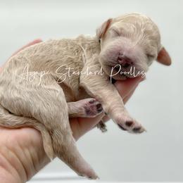 Poodle Puppies from Agape Standard Poodles