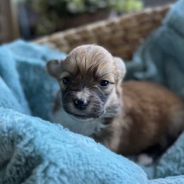 Trixie-White collar female - Red female Pembroke Welsh Corgi puppy in Benjamin, Utah from Nuna’s  Corgis