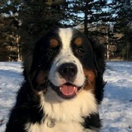 SEAMUS - Bernese Mountain Dog
