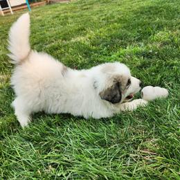 Boy 5 - White and badger male Great Pyrenees puppy in Kennewick, Washington from Sara's Great Pyrenees
