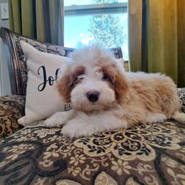 Andy Ready Now - Red male Bernedoodle puppy in Lafayette, Alabama from Williams Lake Kennels