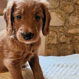 Grant - Goldendoodle puppy from Woodland Creek Goldendoodles