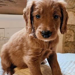 Grant - Goldendoodle puppy from Woodland Creek Goldendoodles