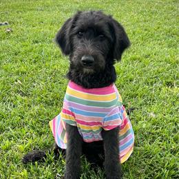 Elm - Black and white female Assorted Doodle Crosses puppy in Kansas City, Missouri from Beary GoldenDoodles